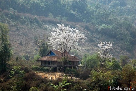 เพลง “กลับสู่ผืนแผ่นดินแห่งดอกกาหลง”